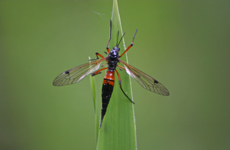 Holzschnake (Tanyptera atrata) - © Emanuel Trummer